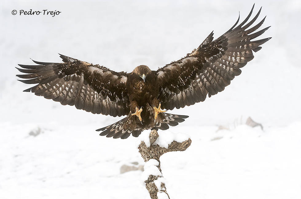 Aguila real (Aguila chrysaetos)